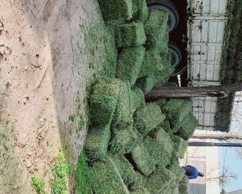 Fardos Alfalfa de 1era