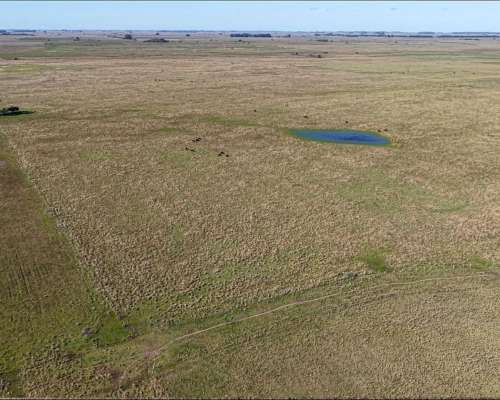 Vieytes (BS As): 200 Ha en Alquiler