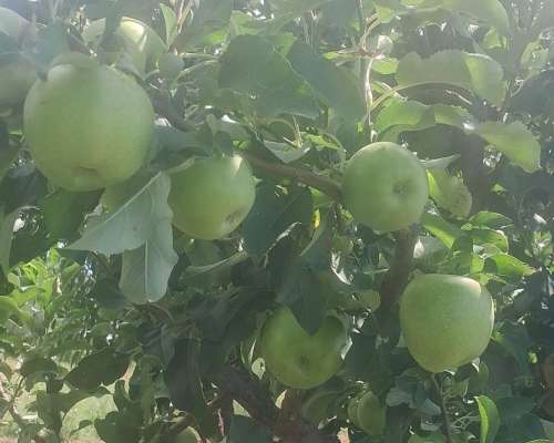 Finca en San Rafael, Mendoza