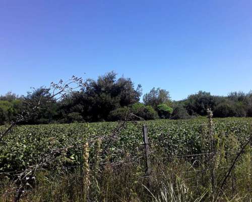 650 Hectareas Mixtas E. Rios