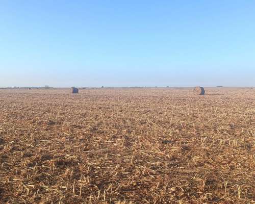 Rollos Sorgo Cereal muy Buena Calidad