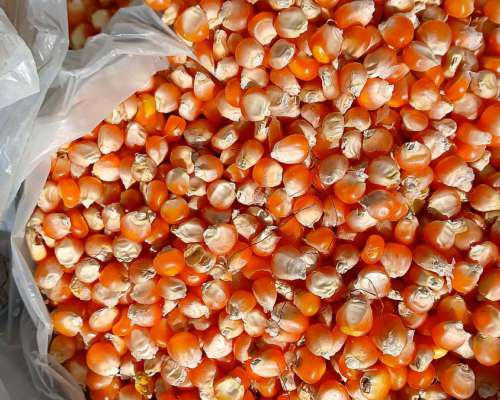 Semillas de Maiz Original Nativo