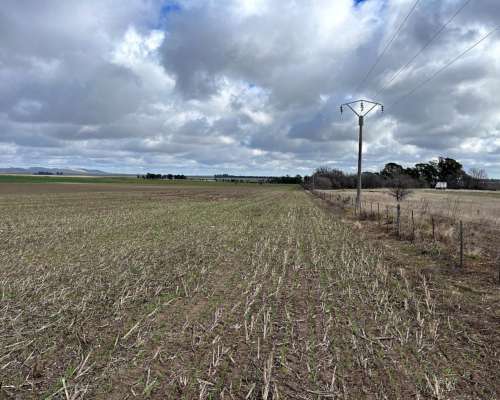 20 Hectáreas Pigue Sobre Ruta, Ideal Proyecto Inmobiliario