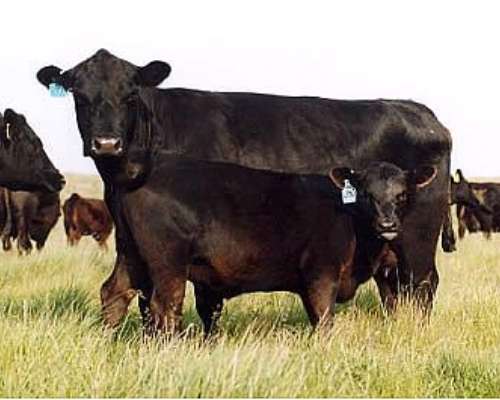 Alquilo Campo Ganadero en las Flores