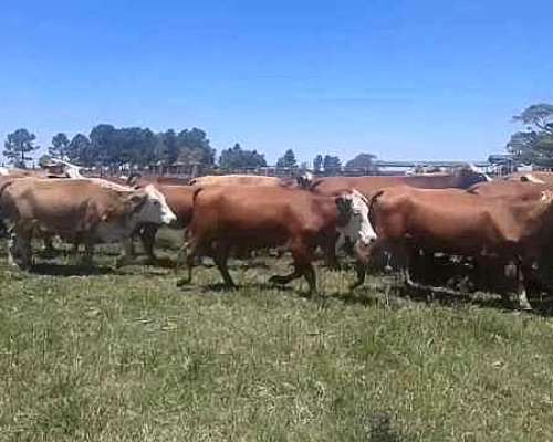 Vacas Invernadas para Zona Garrapatas