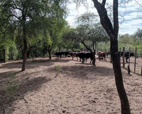 Venta 892 Hect. Campo Miraflores Chaco