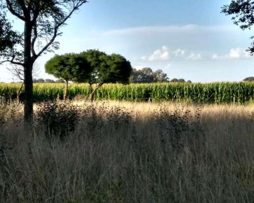 Vende 73.5 Hectareas en General Alvear- BS AS