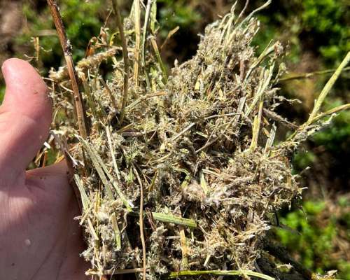 Rollos de Alfa. Villa Maria/ausonia