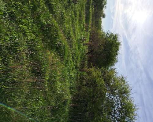 230 Hectareas Mixtas Gualeguaychu