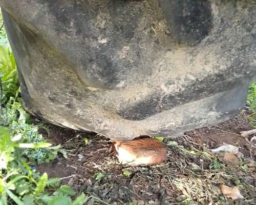 Vendo Tolva Masal 9tn o Permuto X Camioneta