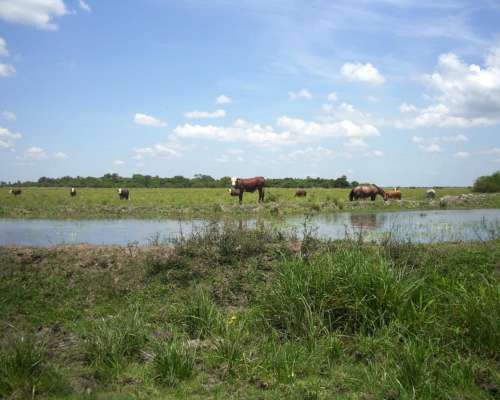 Arrandamiento de 1500 Has con Buenas Mejoras