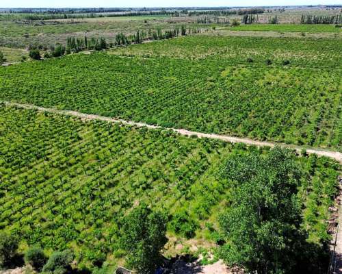 Finca en Venta 47.5 Ha Jocolí, Mendoza