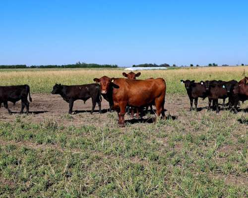 Venta de Terneros Angus 210 Kg
