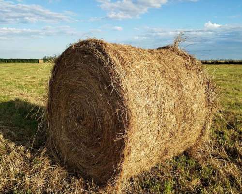 Liquido Rollos de Alfalfa (mezcla C/cebadilla)