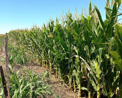 280 Has Agrícolas en Int. Alvear - LP
