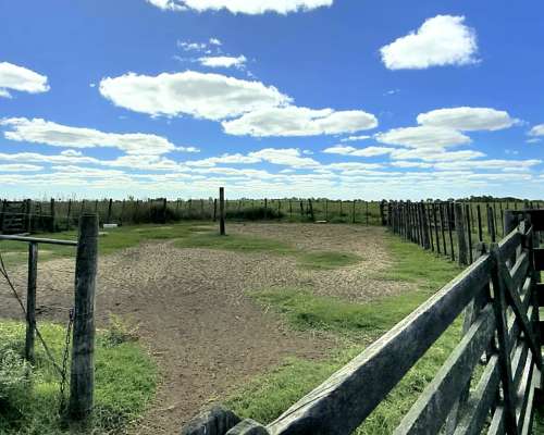 Campo Agrícola 134 Ha Carlos Tejedor Inmobiliaria Giacomino