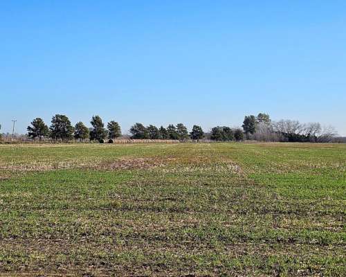 71 Has. Campo Agrícola con Mejoras y Arboleda en Torres