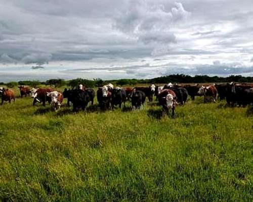 2700 Hectáreas Ganaderas en Ceibas en Gualeguaychú.