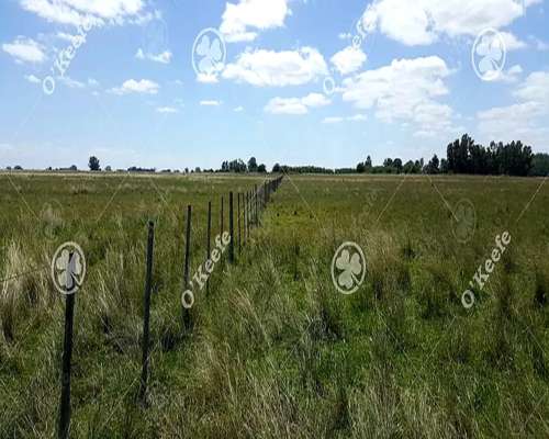 Campo en Venta de 450 Has en Magdalena. Ganadero