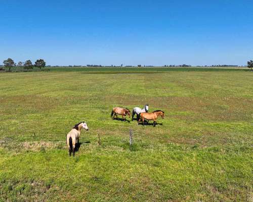 Pcia. de Santa FE - Perez 265 Has