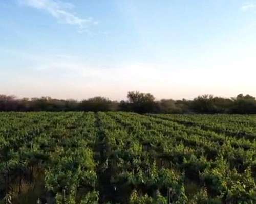 Finca 8has - PIE de Palo - Caucete - San Juan