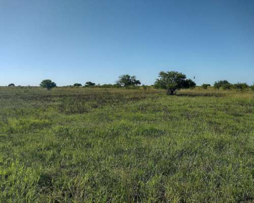 Se Busca Campos para Arrendamientos en Entre Ríos. 500 hectáreas. - Agroads