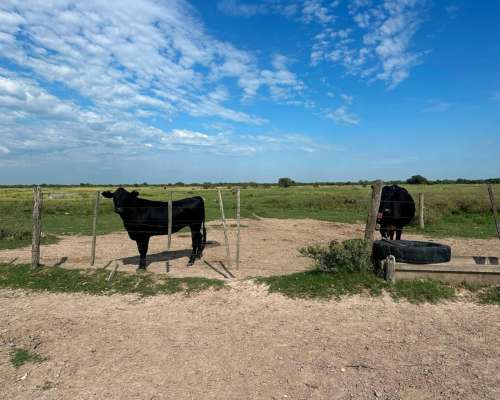Venta / Campo Ganadero / Huanqueros / 1385 Ha
