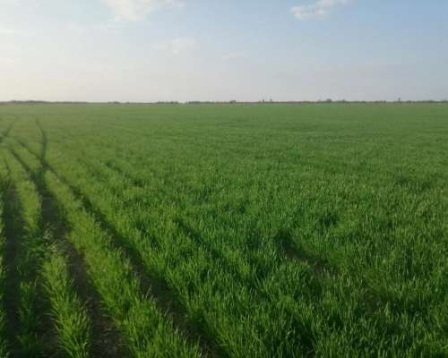 Venta Campo 2.000 Has (185 Agricolas, 1.815 Ganaderas).
