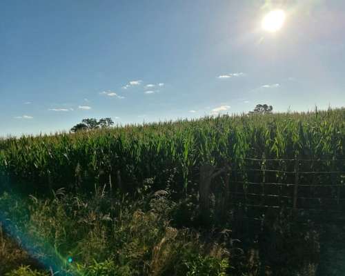 Venta 29,5 Ha Agrícolas en Capilla de Sitón