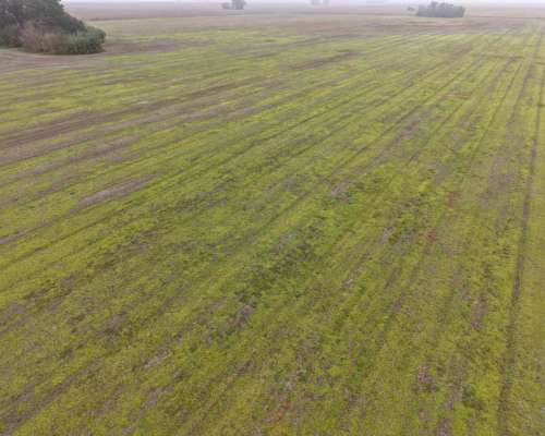 30 HA. Agrícola Suelo Clase 1. Muñoz (santa FE)