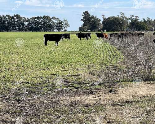 Campo Ganadero en Venta de 344 Has en Dolores