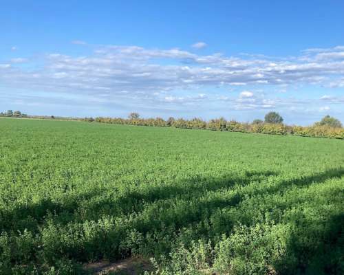 Vendo 71 Hcts, Alfalfa. con Maquinaria Completa Incluida
