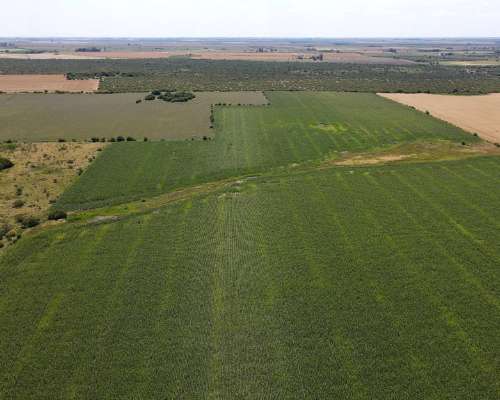 40 Hectáreas Agrícolas en Rosario del Tala, Excelente Tierra