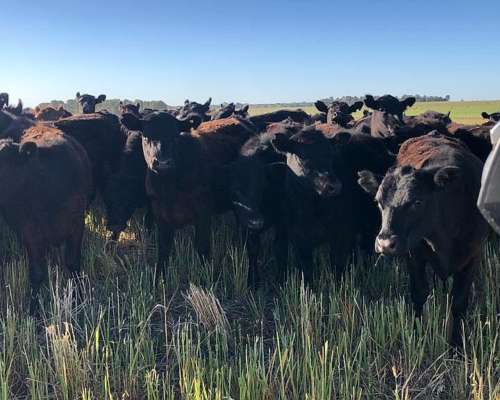 Estancia Ganadera Ideal Cria