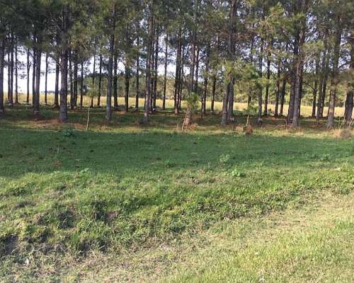 Campo en Corrientes 41.000 Hectáreas