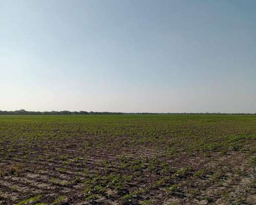 Campo Agricola en Venta 500 Has Santa Sylvina Chaco