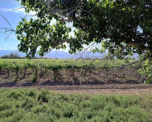 Campo de 192 Has con 30 Has de Viñedos, en Angaco ,san Juan