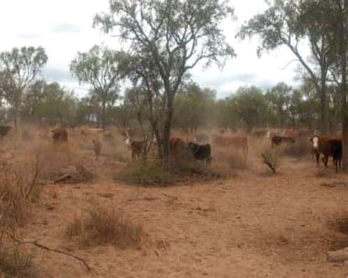 Vende Excelente Campo Ganadero
