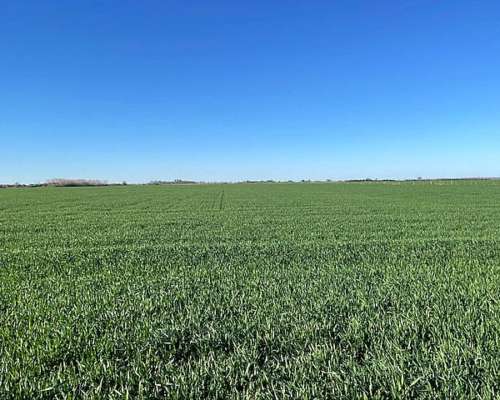 Campo en Venta de 11 Has Agrícolas en San Pedro