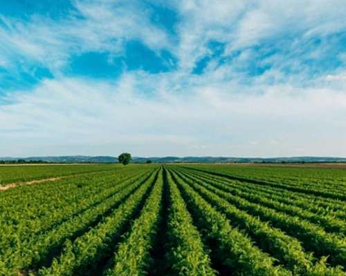 Vendo 11/33/66 Has Agrícolas. Saguier