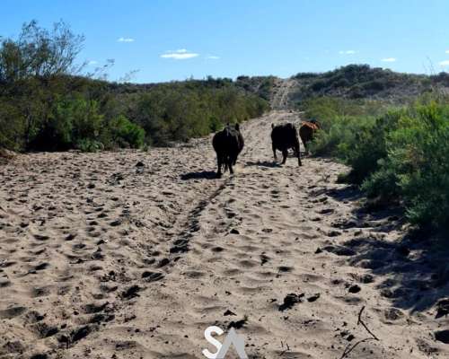 Vende: Campo Ganadero de 4.995 Hectáreas en Limay Mahuida, L
