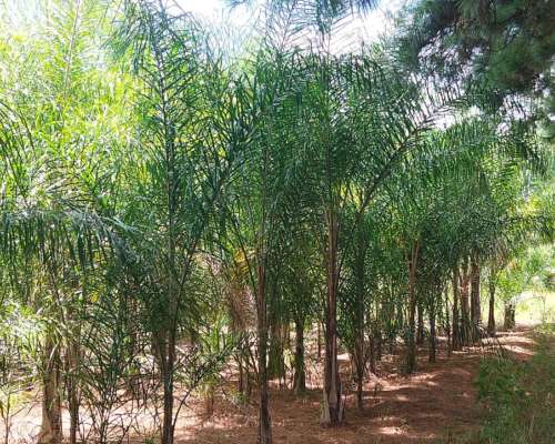 +7.000 Pindó Grandes Disponibles – Venta en Campo – Producto