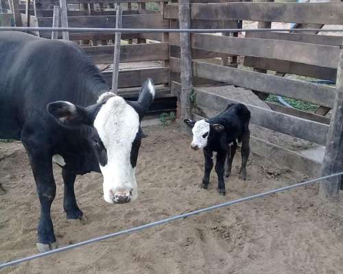 Vendo Campo Establecimiento Don Angel