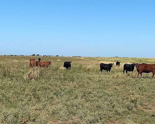280ha en Venta en Torquints BS AS