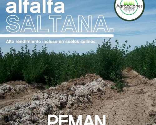 Semilla de Alfalfa Saltana - Grupo 9