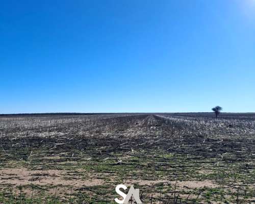 Alquila: Campo Agrícola de 1000 Ha en “EL Tala” la Pampa