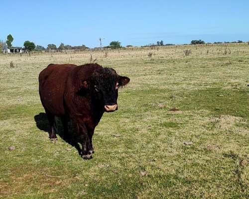 Vendo Toro Angus Colorado de Dos Años y Medio