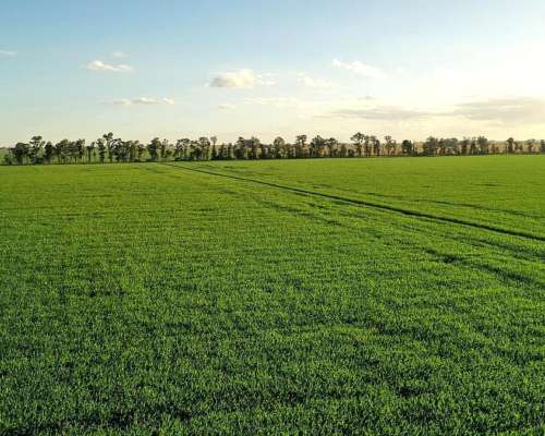 Vendo 400 Has Agrícolas