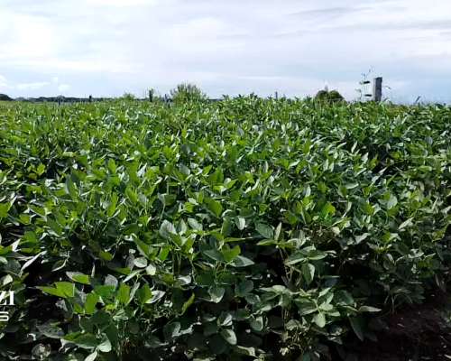 Venta 30 Has Agrícolas en Monje