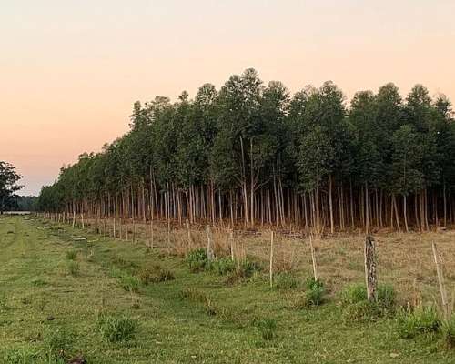 Corrientes Goya Campo Mixto Forestal Ganadero